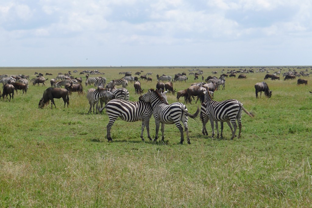 The Great Migration occurs annually as approximately 1.5 million wildebeest, following about 400k zebras move throughout the Serengeti & Maasai Mara. 