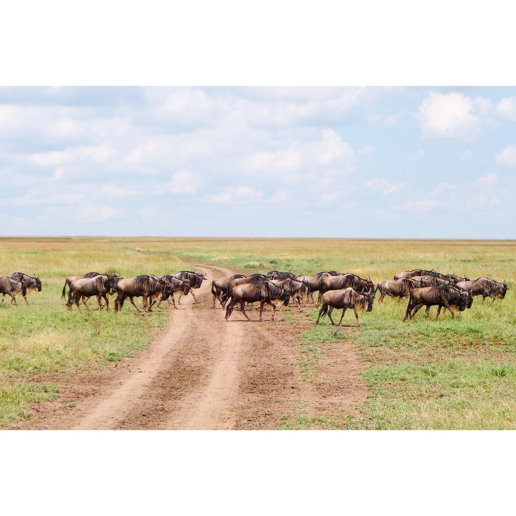 The entire reason we visited Tanzania in the month of June was to see the millions of wildebeest migrate in the Serengeti.