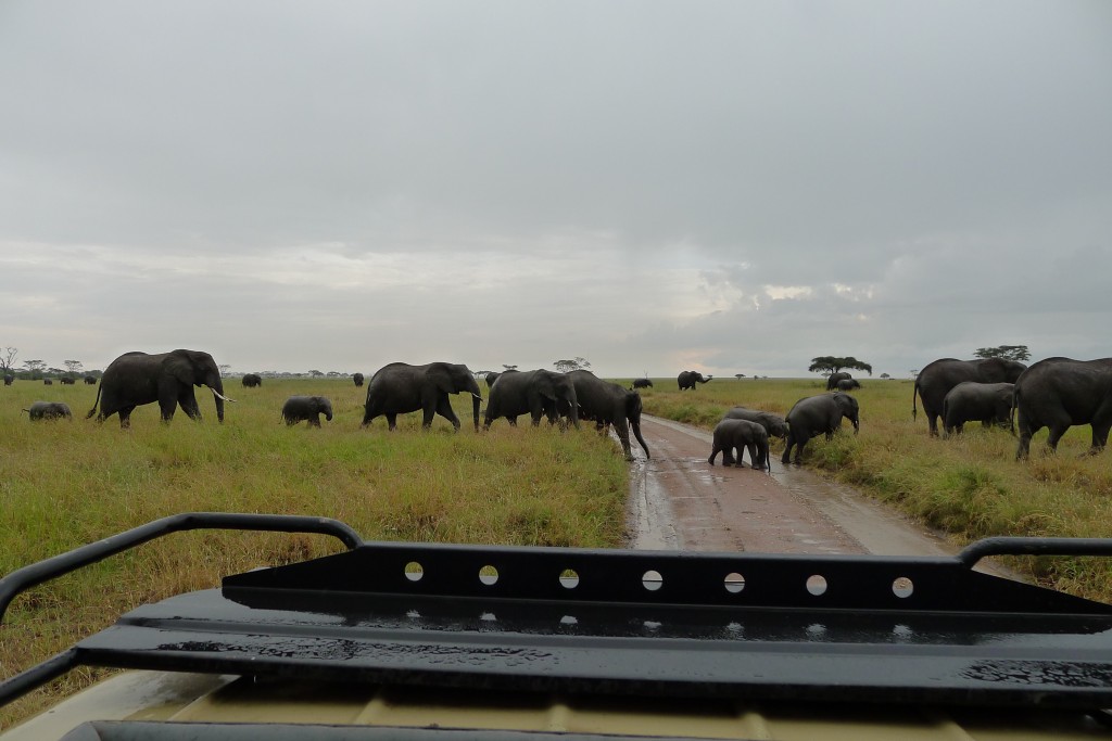 Surrounded by over 60 elephants at once = Bucket list... Check!
