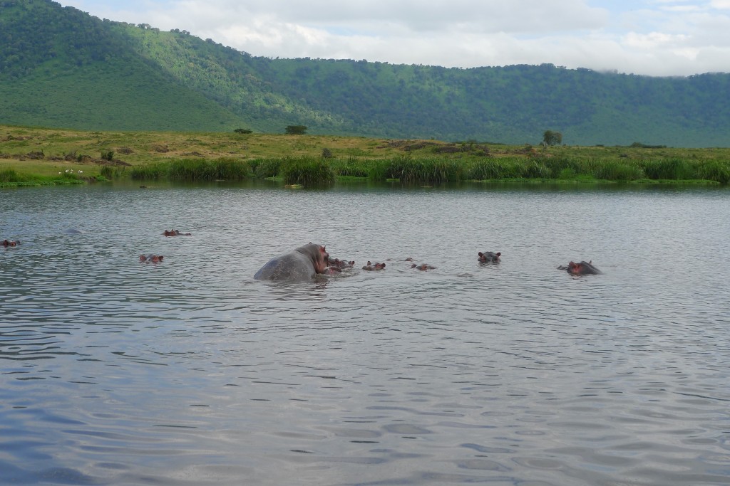 Hippos are the funniest sounding and beings! Watching them roll in the water is one of my favorite moments.