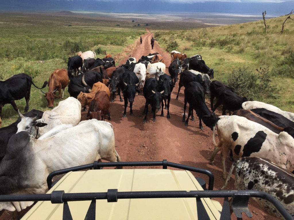 A little "Safari Traffic Jam" with a herd of Maasai cows inside Ngorongoro Crater, Tanzania.